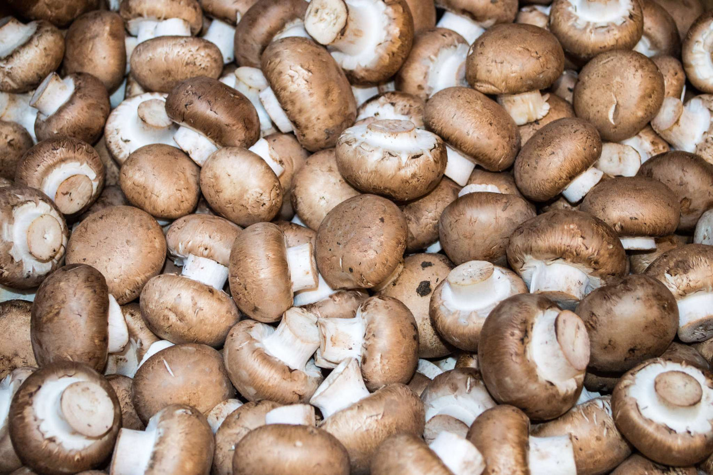 Baby Bella Mushrooms