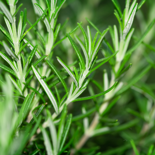 Barbecue Rosemary Plant