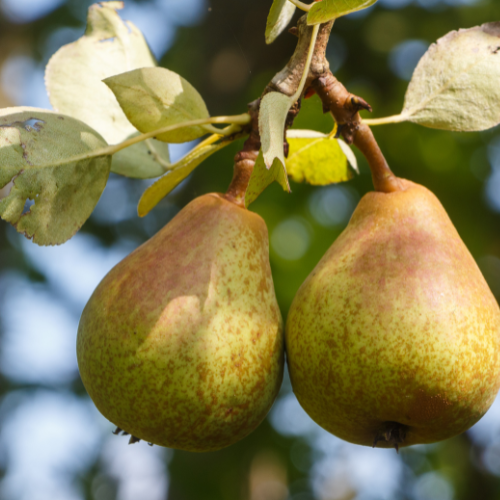 Bartlett Pear Tree