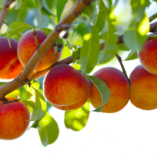 Belle of Georgia Peach Tree