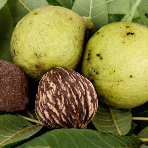 Black Walnut Tree