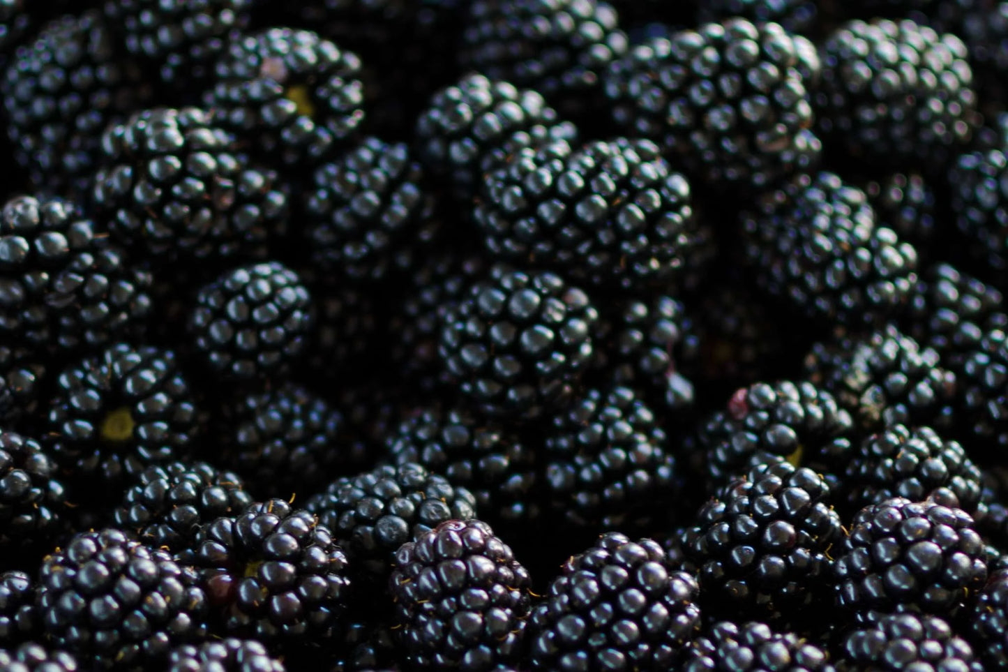 Blackberries