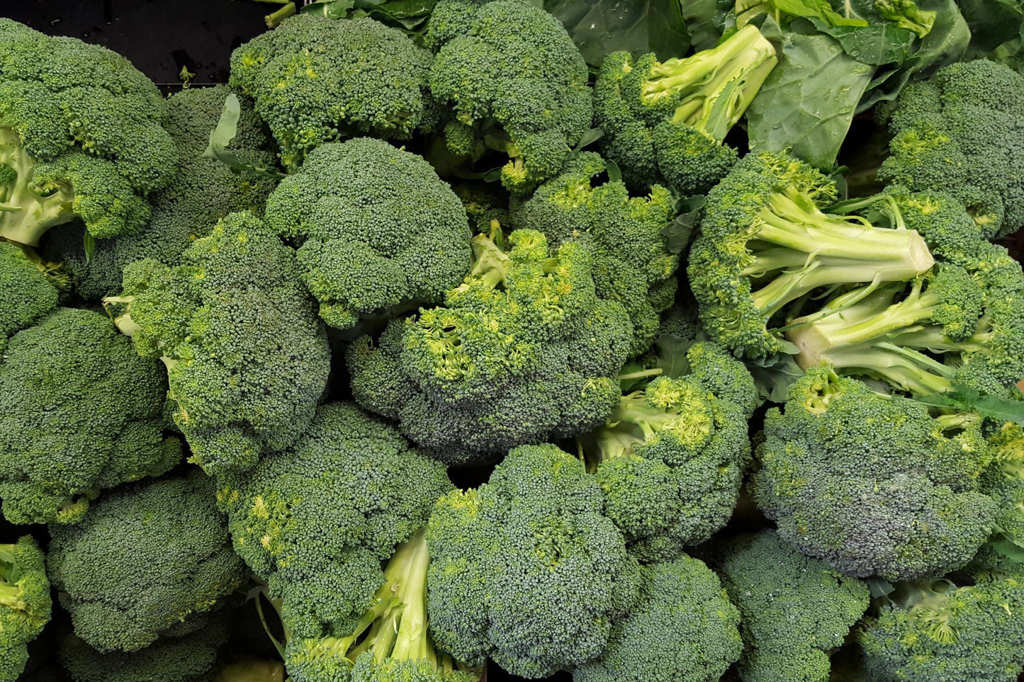 Broccoli