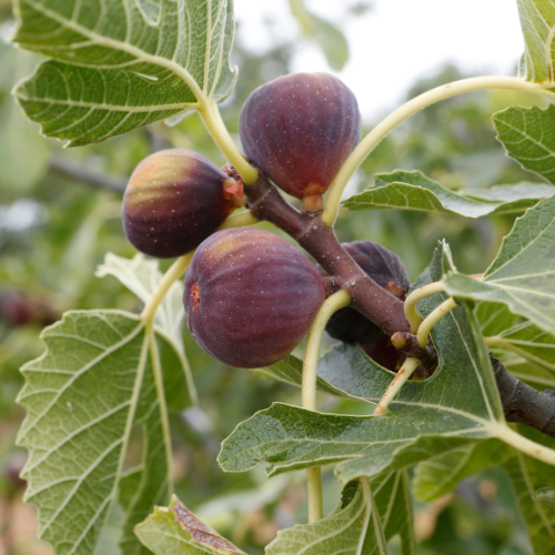 Celeste Fig Tree