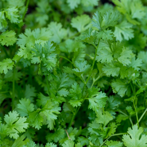 Cilantro Plant
