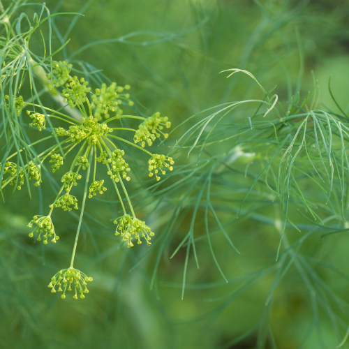 Dill Plant