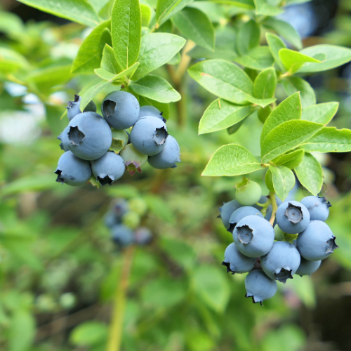 Earliblue Blueberry Plant