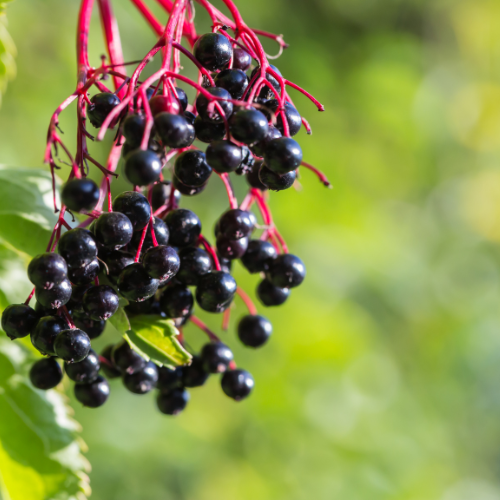 Elderberry Plant