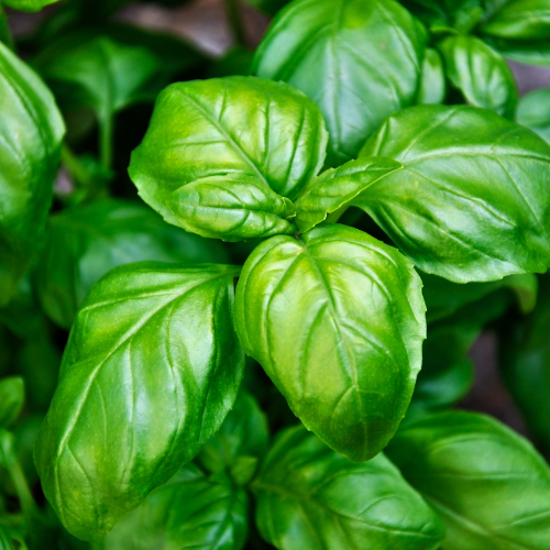 Emerald Towers Basil Plant