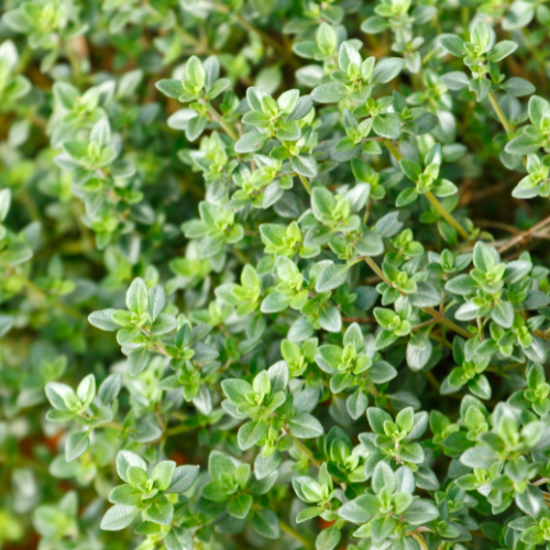 English Thyme Plant