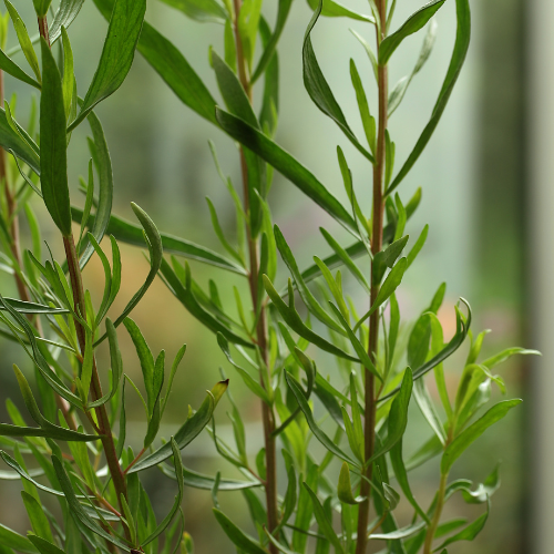 French Tarragon Plant