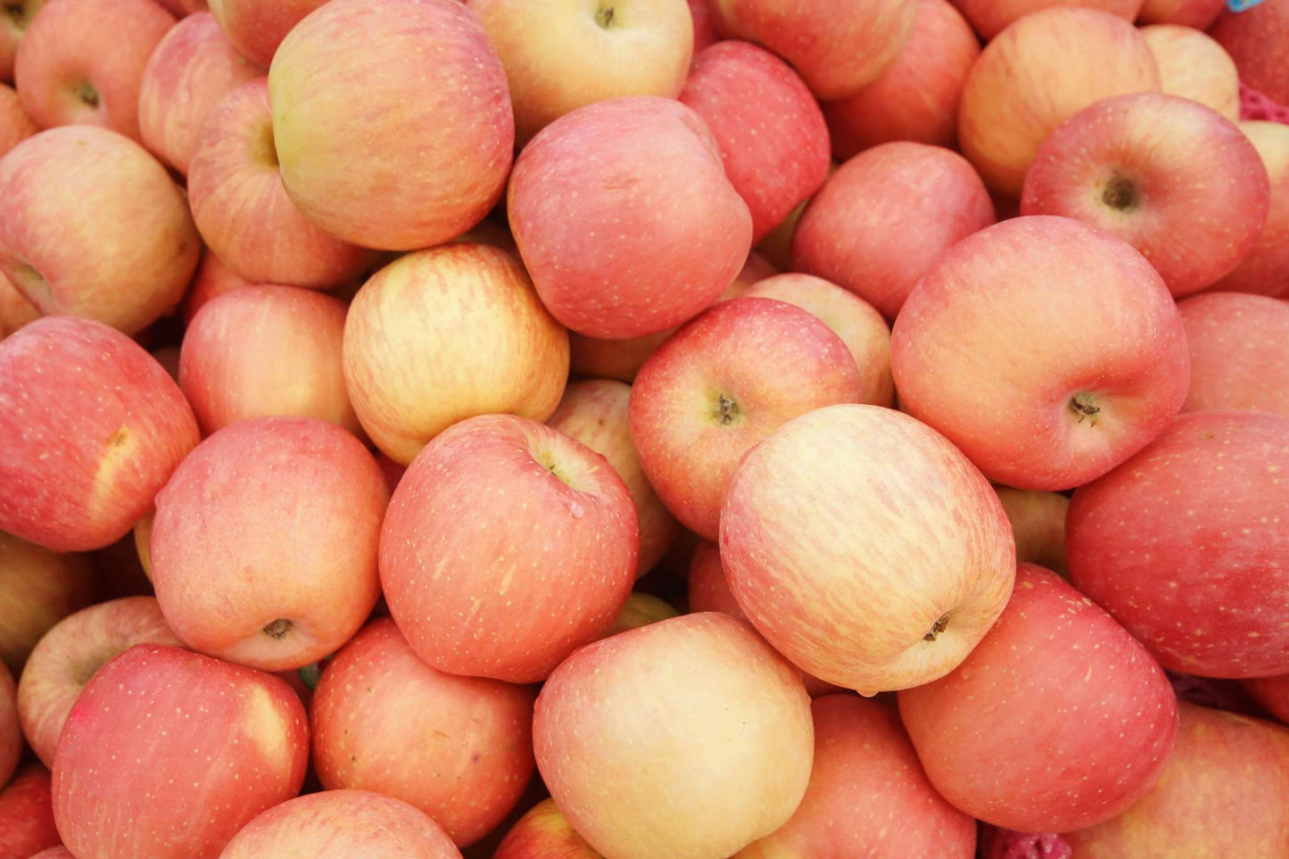 Fuji Apples