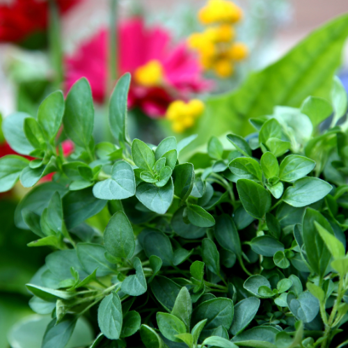 Greek Oregano Plant