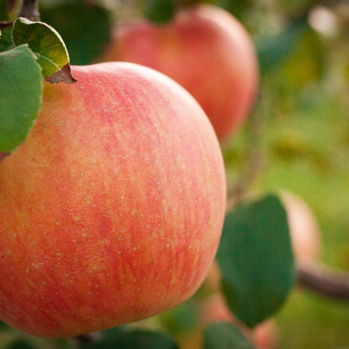 Honeycrisp Apple Tree