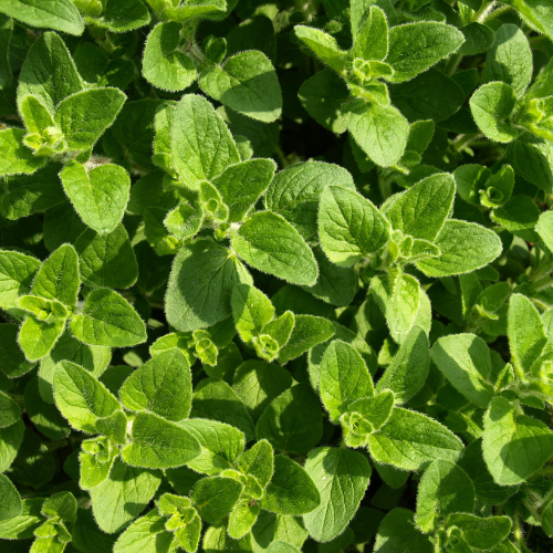 Italian Oregano Plant