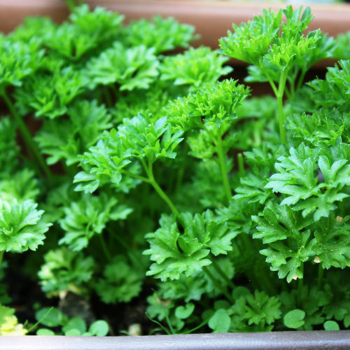 Italian Parsley Plant