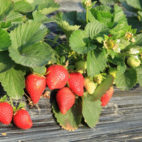 Jewel Strawberry Plant
