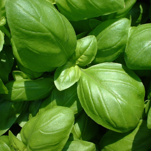 Lemon Basil Plant