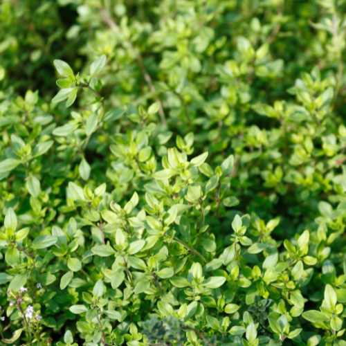 Lemon Thyme Plant