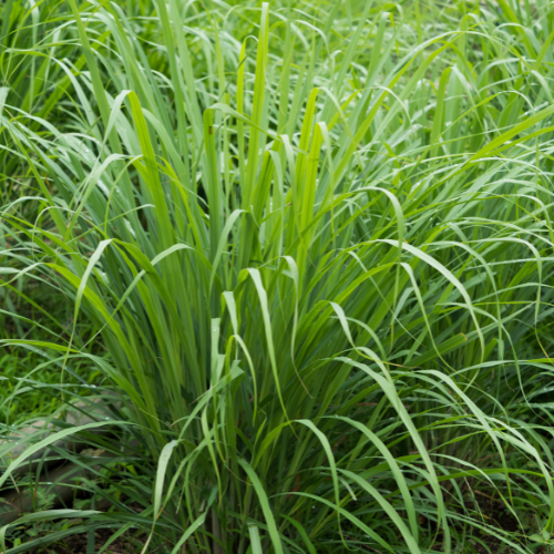 Lemongrass Plant