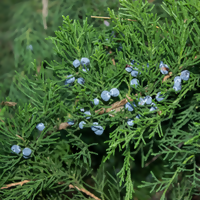 EasternRedCedarTree_200x200