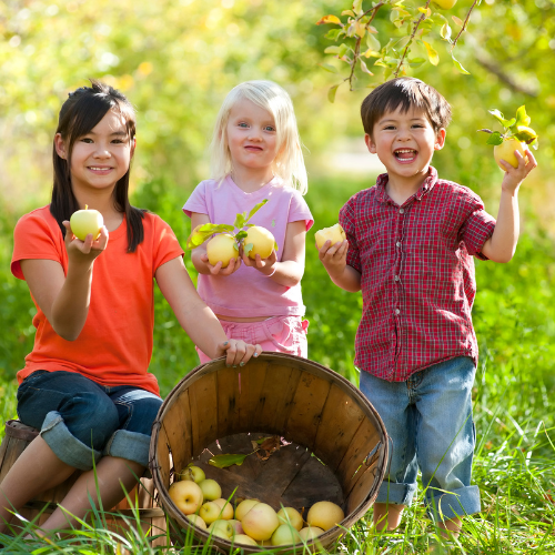 10 Tree Orchard | Installation Included | Mixed Variety of Fruit Trees