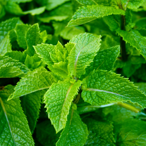 Peppermint Mint Plant
