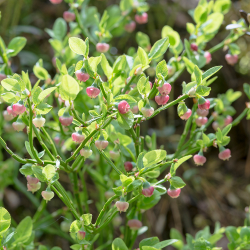Pink Lemonade Blueberry Plant