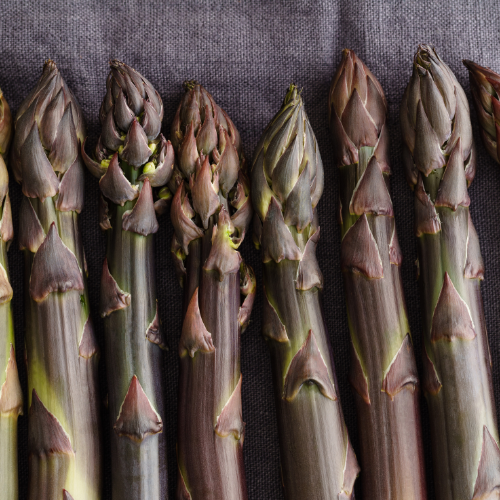 Purple Passion Asparagus Plant