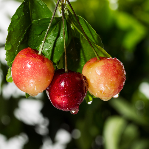 Rainier Sweet Cherry Tree