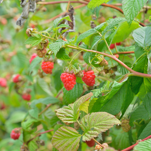 Heritage Red Raspberry Plant