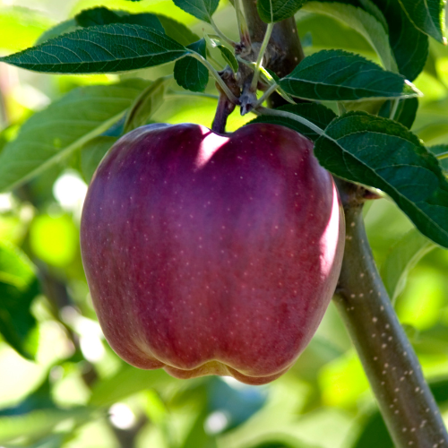 Red Delicious Apple Tree