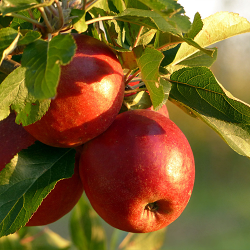 Red Fuji Apple Tree