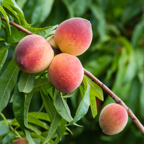 Red Haven Peach Tree