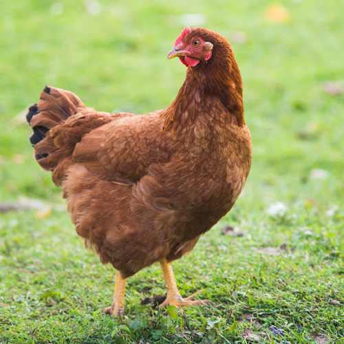Rhode Island Red Pullets