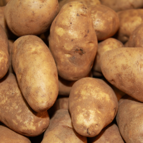 Russet Seed Potato