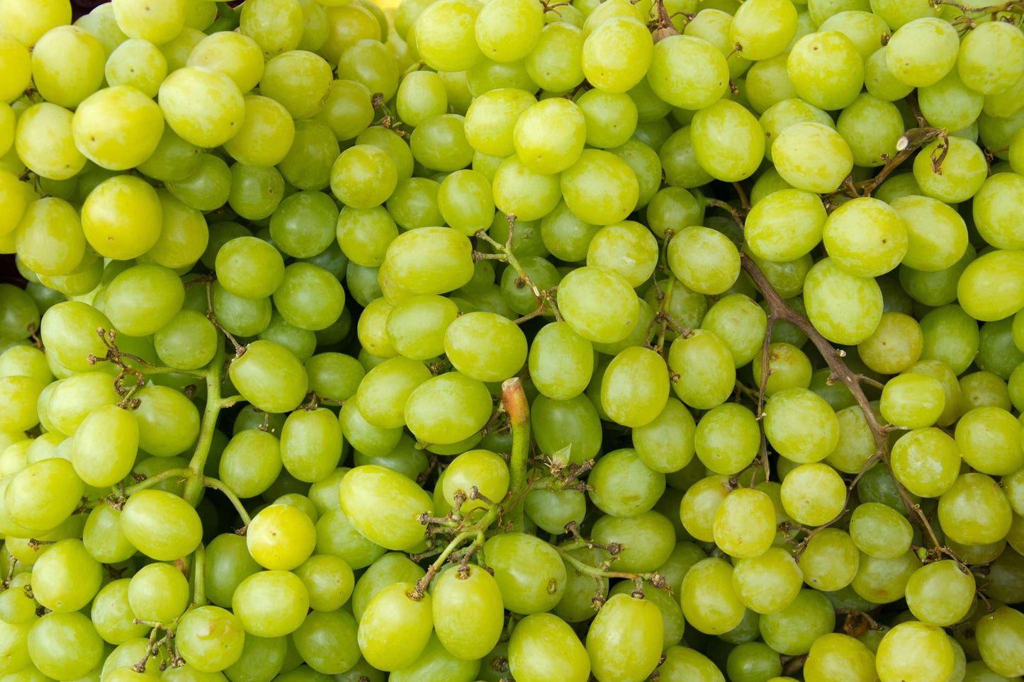 Green Seedless Grapes