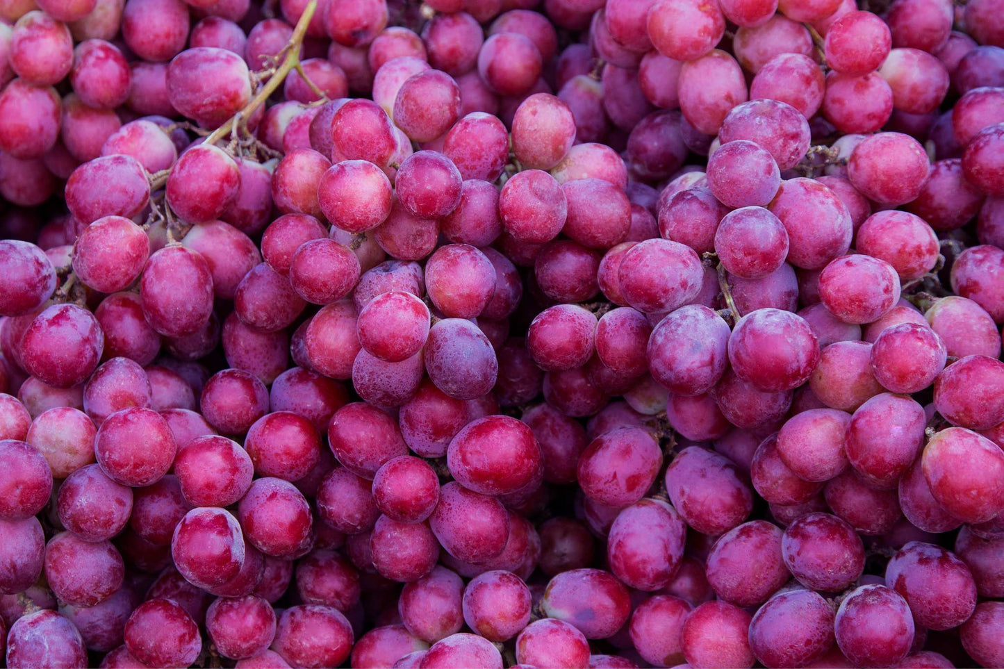 Red Seedless Grapes