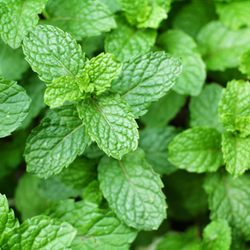 Spearmint Mint Plant