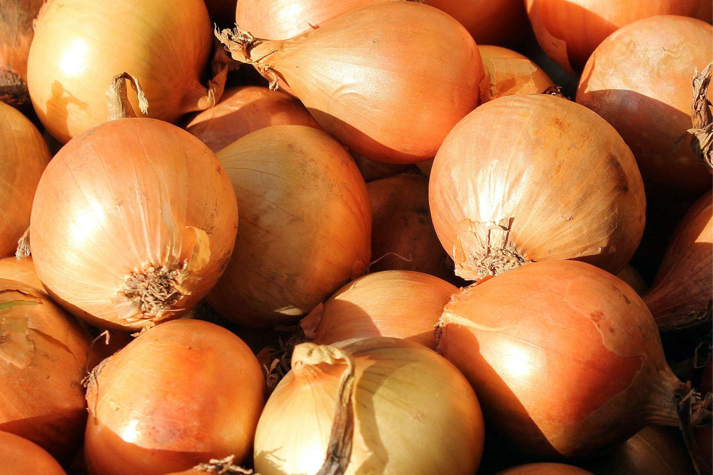Sweet Onions