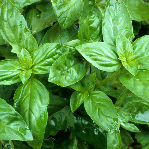 Thai Basil Plant