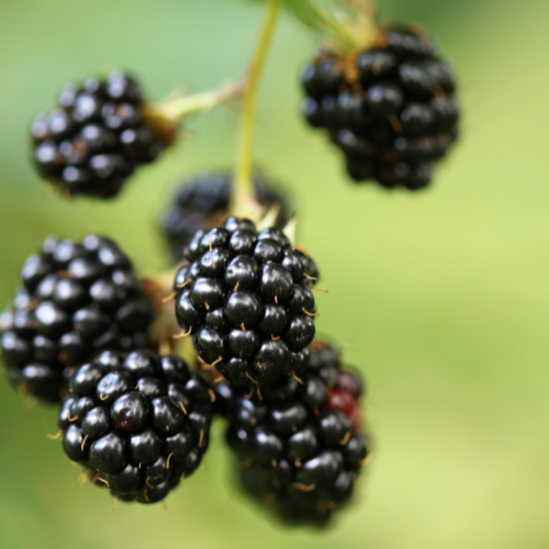 Triple Crown Thornless Blackberry Plant