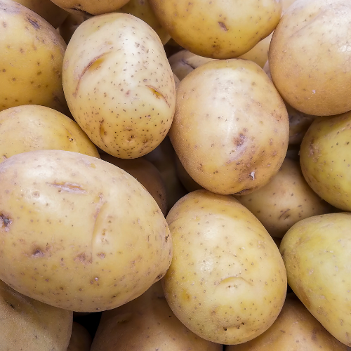Yukon Gold Seed Potato