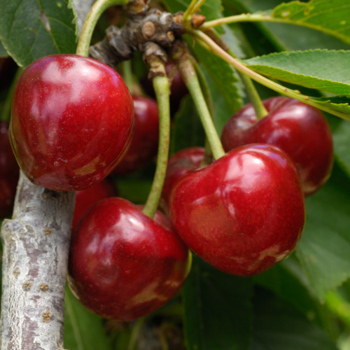 Bing Sweet Cherry Tree