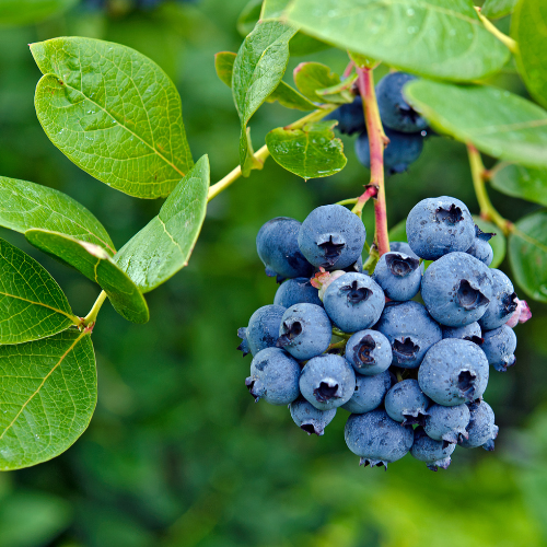 Bluecrop Blueberry Plant