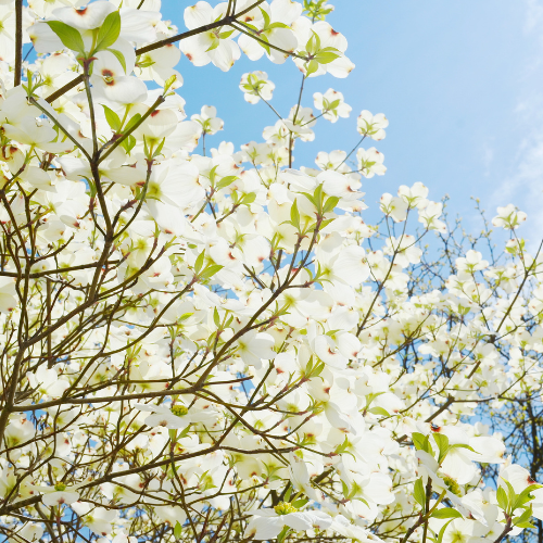 Dogwood Tree