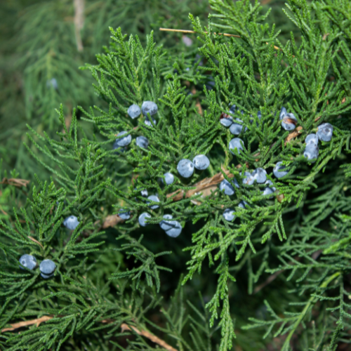 Checker Red Tree Eastern Red Cedar Tree – Ozark Valley Market