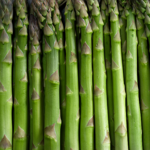 Millennium Asparagus Plant