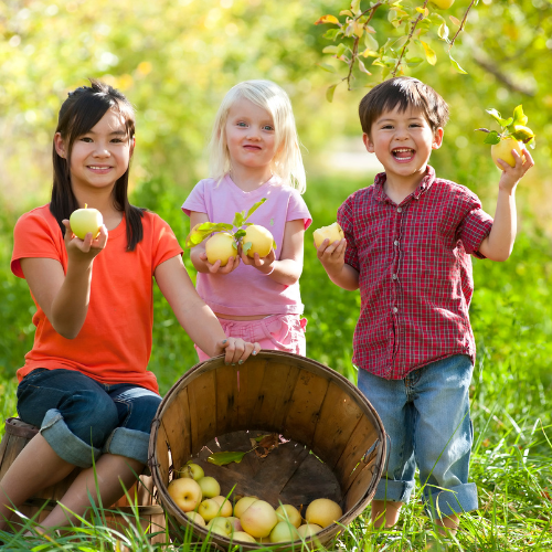 10 Tree Orchard | 5 Types of Apple Trees