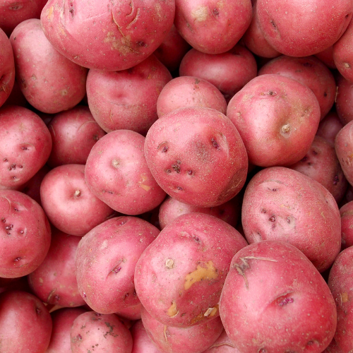 Red Seed Potato